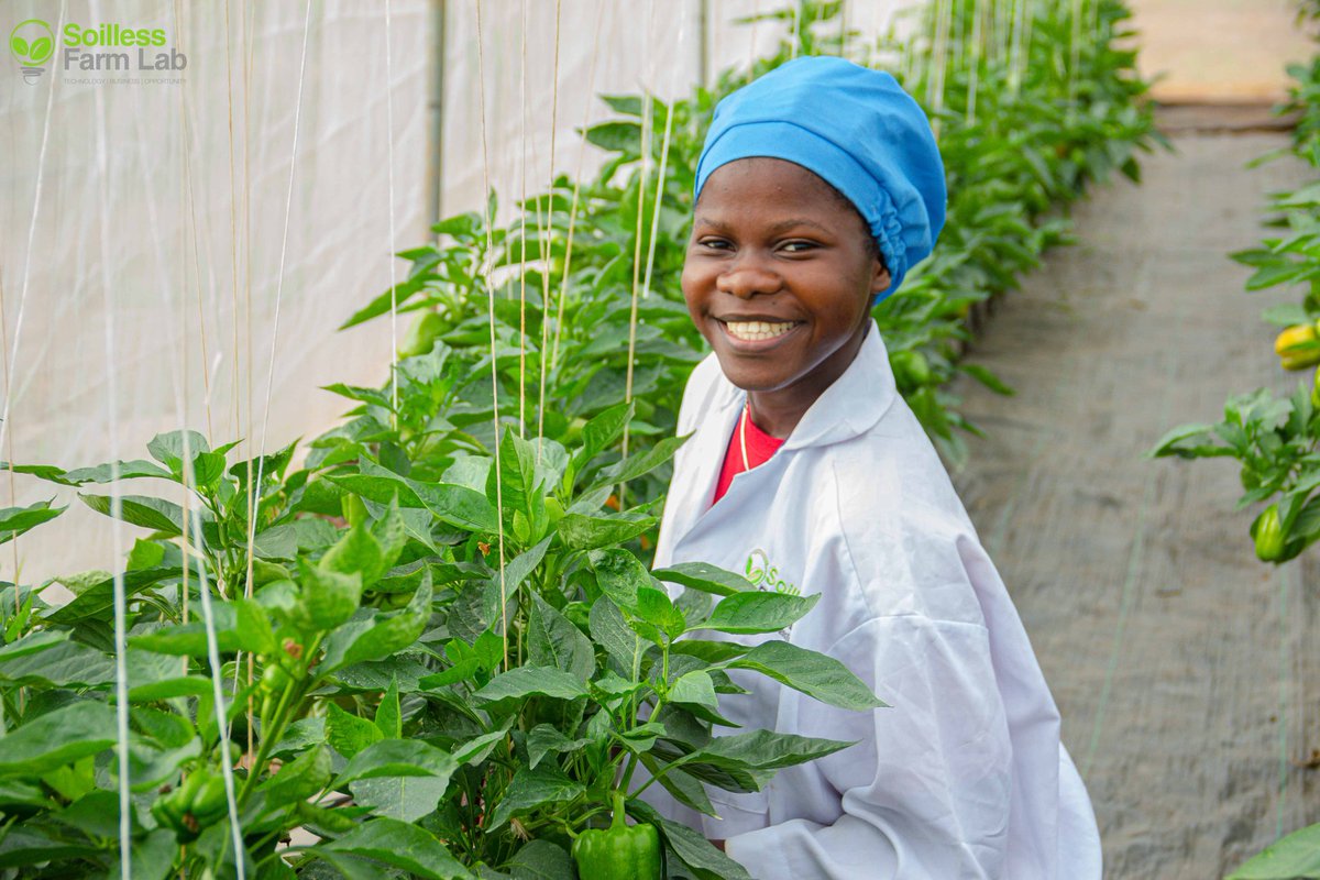 Samsonprolific's tweet photo. Middlemen | Aggregators | Market linkage

Dear Agripreneur,

The middlemen (or any other name you call them) are not your problem in agribusiness.

Every business thrives on the role of these people! 

Are we ready for this discussion?

#FarmerSamson #TheWizardFarmer https://t.co/aVnQGdxadw