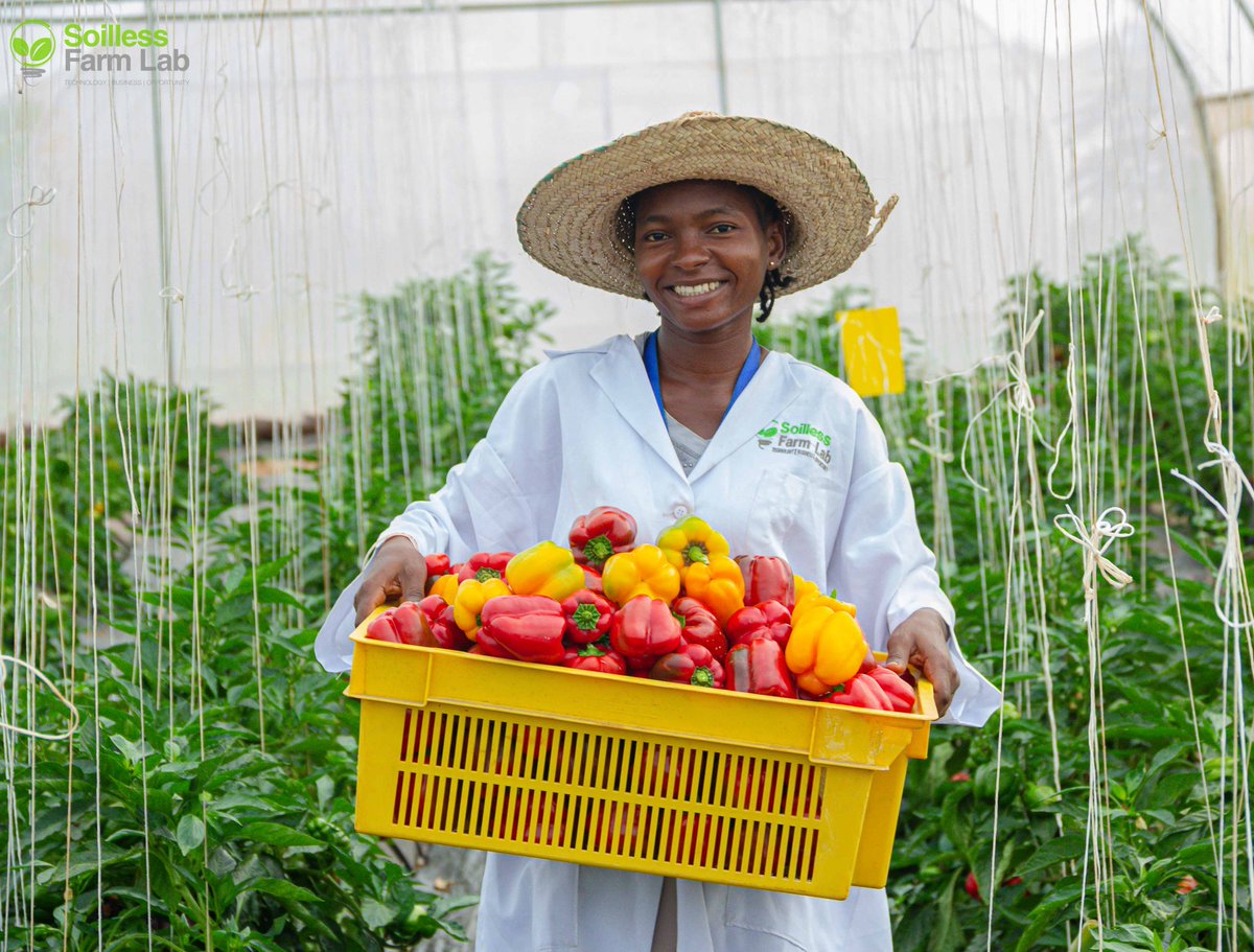 Samsonprolific's tweet photo. Middlemen | Aggregators | Market linkage

Dear Agripreneur,

The middlemen (or any other name you call them) are not your problem in agribusiness.

Every business thrives on the role of these people! 

Are we ready for this discussion?

#FarmerSamson #TheWizardFarmer https://t.co/aVnQGdxadw