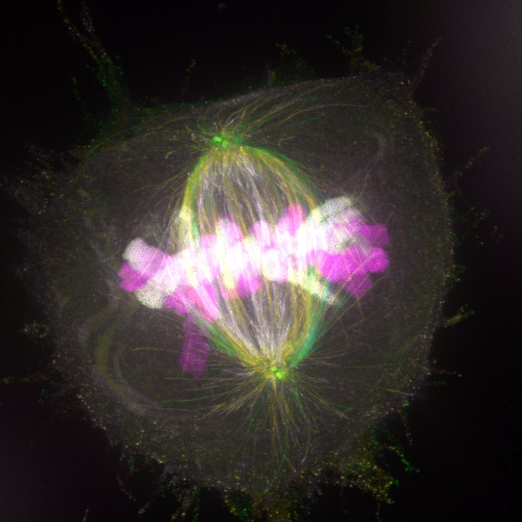 #FluorescenceFriday - Just an expended mitotic cell #UExM #centriole