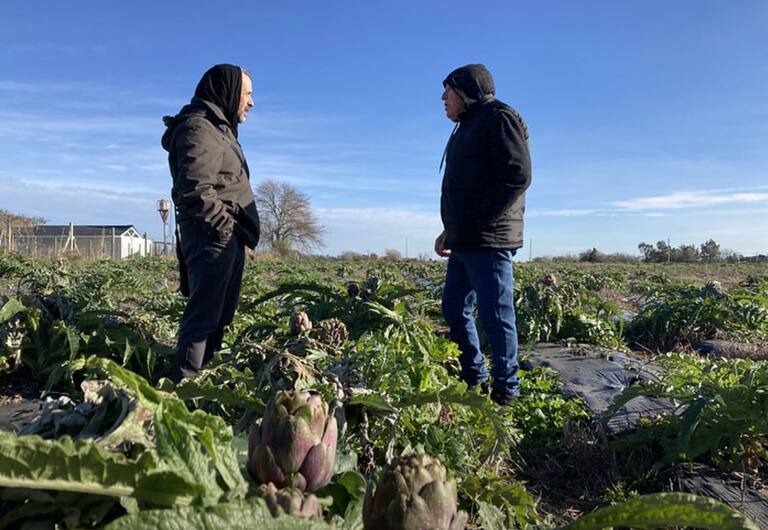 LNcampo's tweet photo. La hortaliza que llegó hace más de 60 años, ayuda a la salud, pero aún se conoce poco https://t.co/mTPfAEU88A https://t.co/kKXZYnaibD