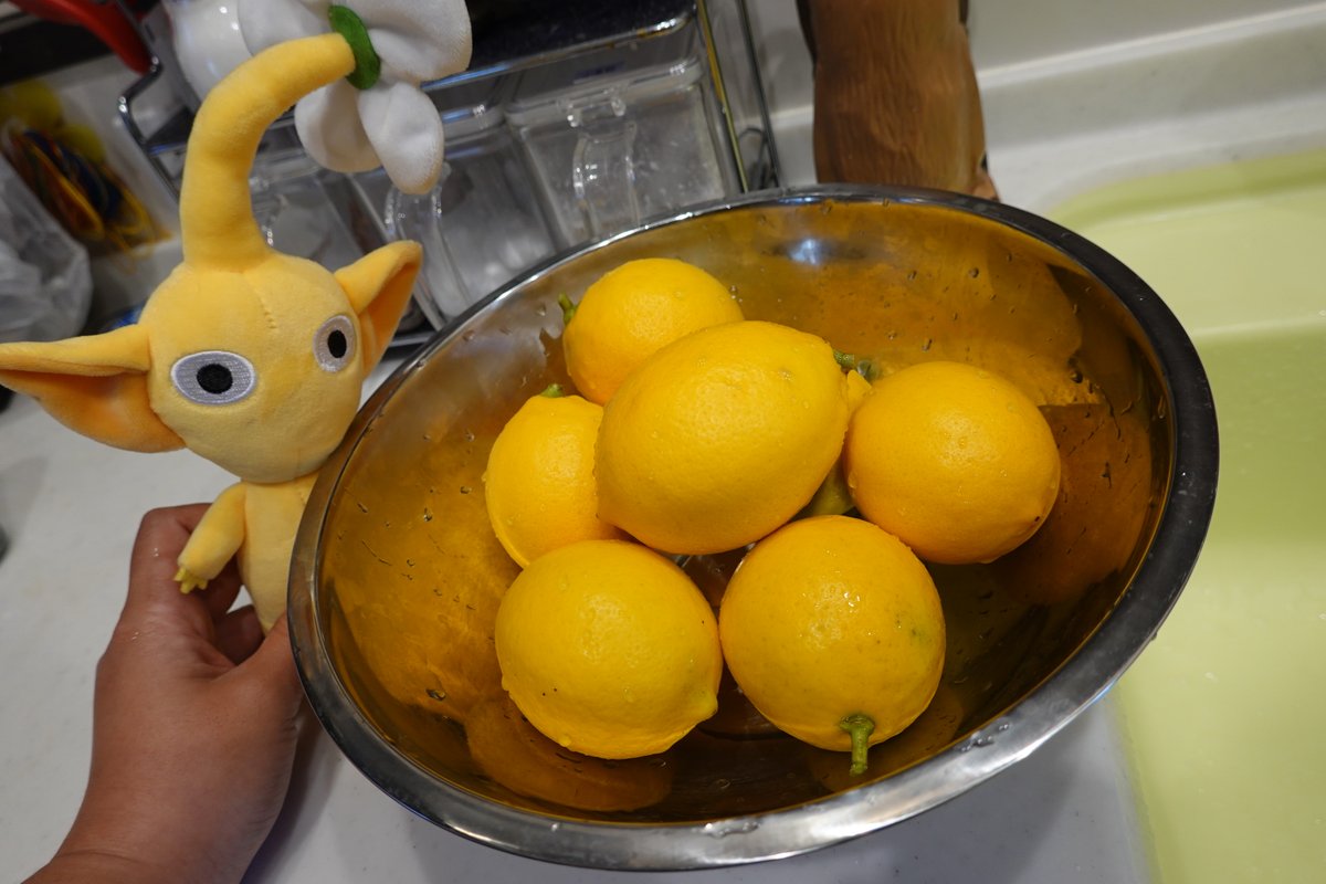 KabaWorks's tweet photo. マイヤーレモンちゃん♪
去年はお花だけでしたが
今年はたくさん実ってくれました(*‘ω‘ *)♪ https://t.co/5iuoOEn0dZ