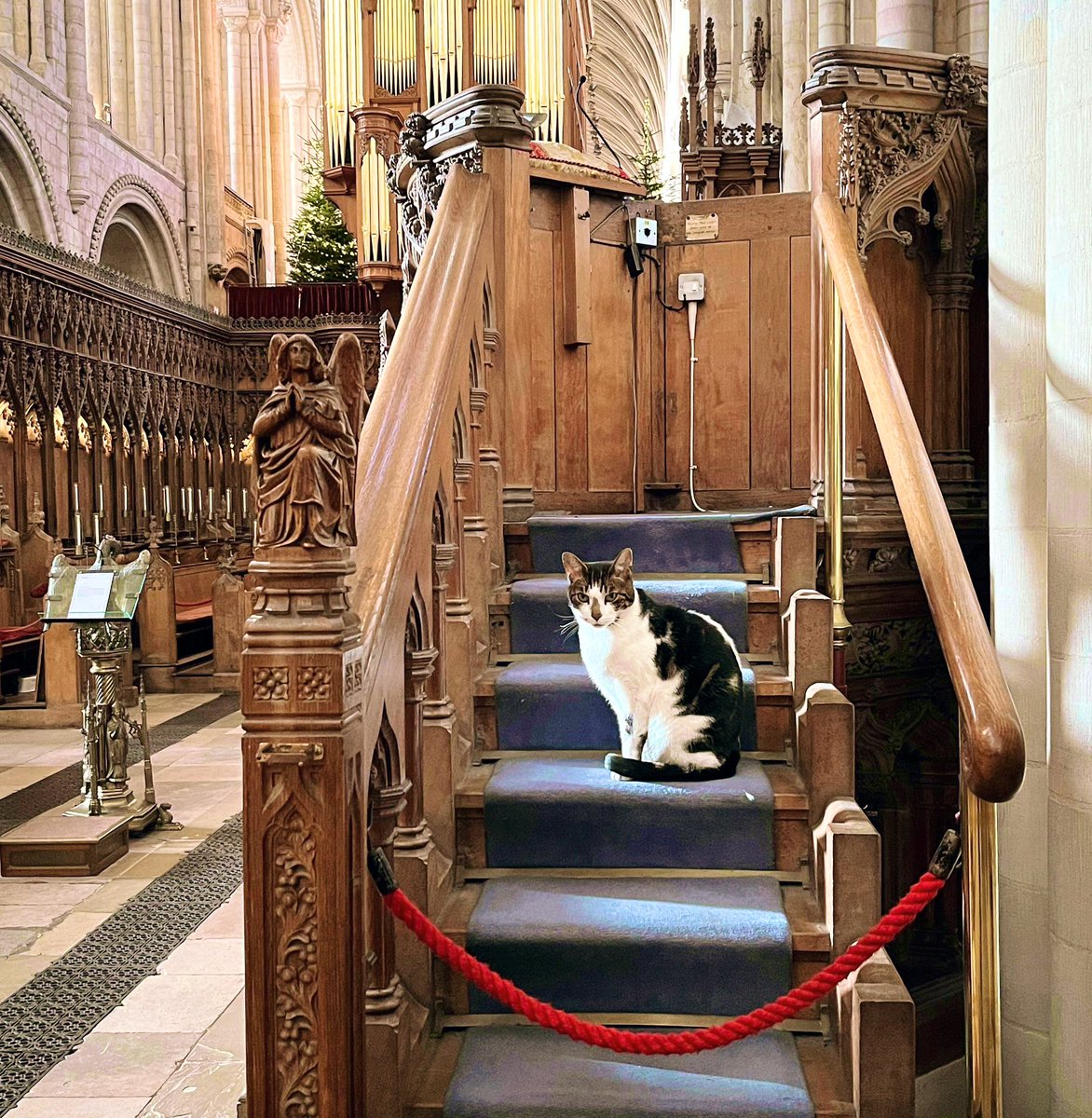 Rope… what rope?! 
#catsoftwitter #cathedralcat #preachingcat