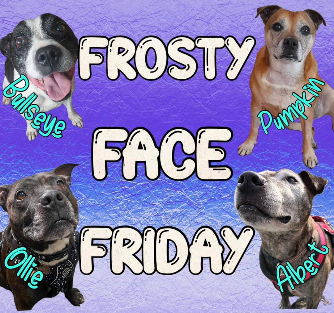 Senior Staffy Club Dog Rescue tweet media