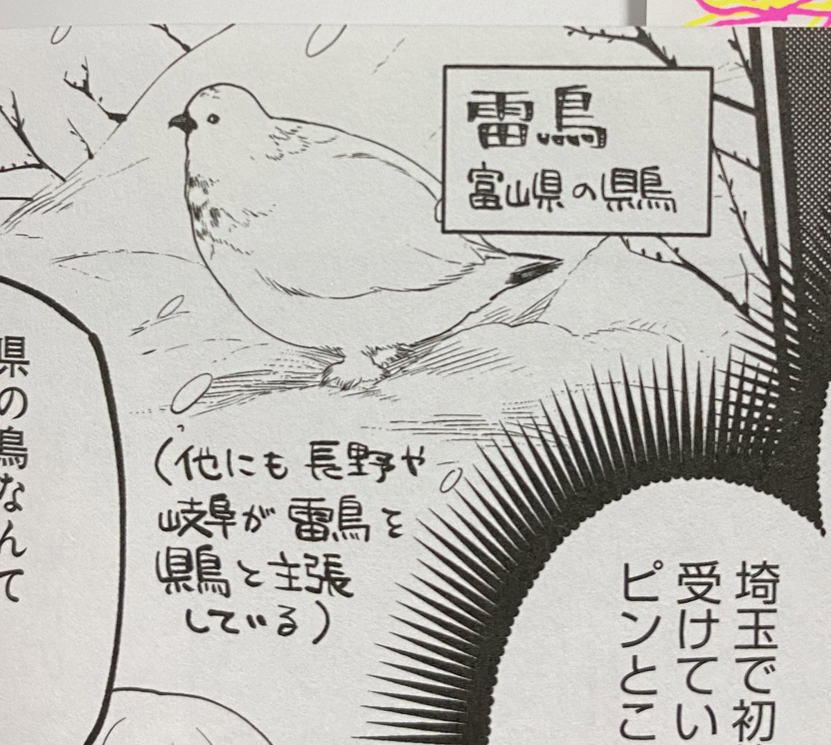 富山系埼玉県人による雷鳥とシラコバトの解像度の格差 
