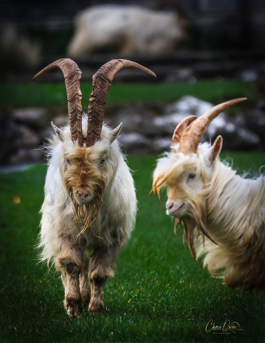 cwo1983's tweet photo. These pictures are the GOAT(S) ๐ ๐ธ๐ด๓ ง๓ ข๓ ท๓ ฌ๓ ณ๓ ฟ
Mountain goats grazing and wondering at around the base of the Great Orme, Llandudno
#wildlifephotography #NaturePhotography #bbcwild #GOAT #photography #Llandudno #photooftheday @AP_Magazine @DPhotographer @visitwales @northwaleslive https://t.co/e6786UZQrp