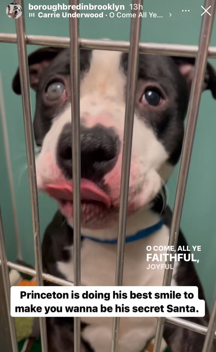 Prince’Ton’s a sweet boy who was abused+abandoned. Just a baby looking for love, safety + comfort. His owners sound like a sketchy bunch,some a-hole held a lighter to his eye🥹Open your♥️to him this holiday season. Offer to foster him!watch the CUTEST cheek huffs for a treat⬇️⬇️