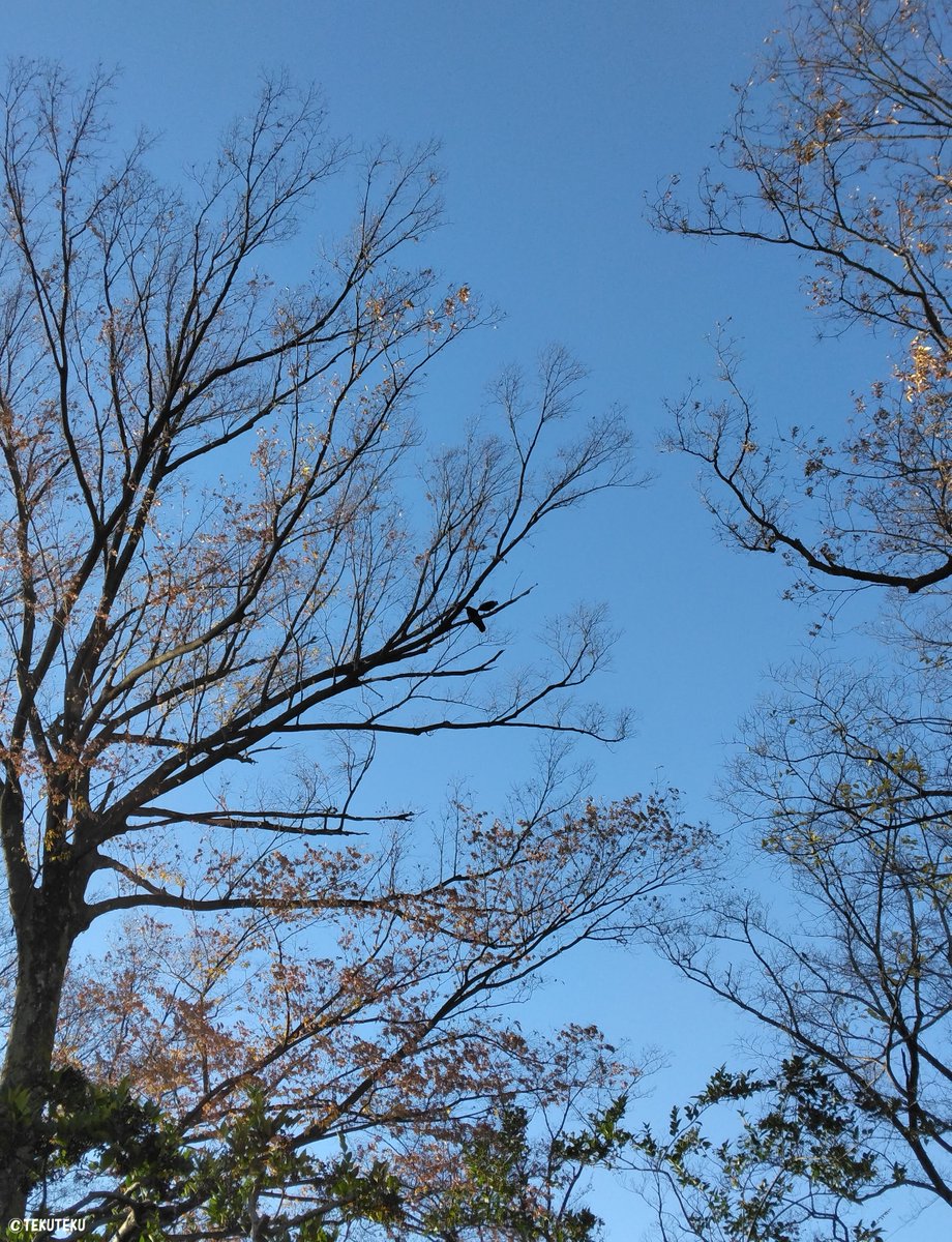 「てくてく写真・今日の青空とケヤキとカラスさん #鳥写真 #空写真 #キリトリセカ」|TEKUTEKUのイラスト