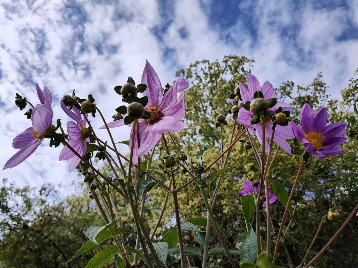 vladpalma's tweet photo. Las dalias siguen en floración ¡Excelente viernes! https://t.co/nGReDFanqD