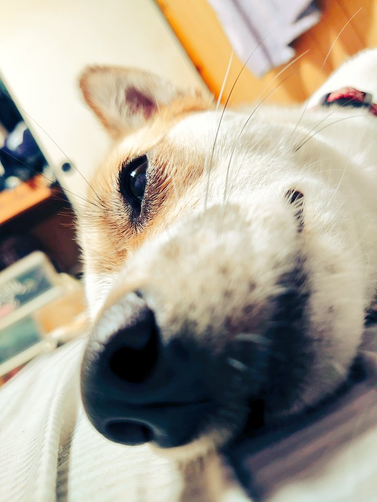 akira_no_mama's tweet photo. ねるんだよー
おやすみー https://t.co/HpyeMOOtnY