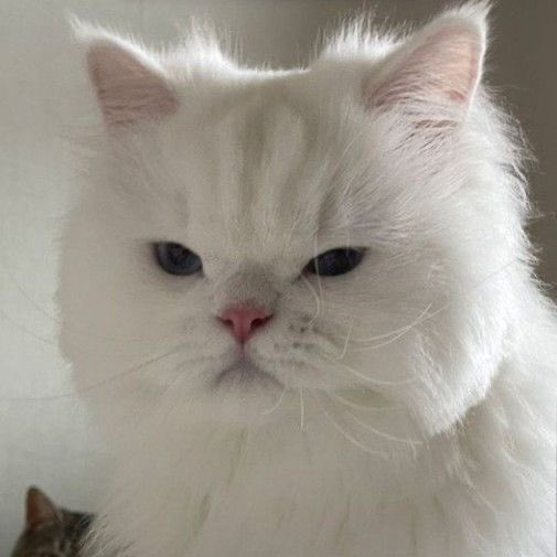 masnahhh's tweet photo. เบ๊บแงวเด็ก Vs เบ๊บแงวหนุ่ม✊🏻🐈
#PitBabeTheSeries
#PitBabeEP4 #pavelphoom https://t.co/f1xpngomir