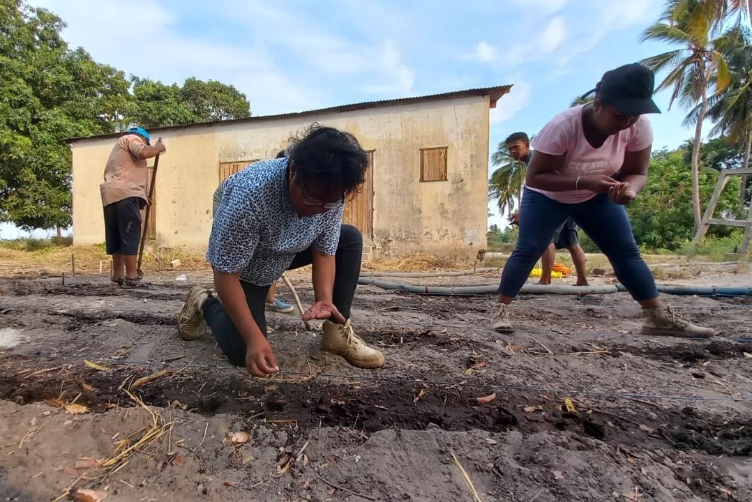 Global Collaboration on Sorghum and Millet🌾 tweet media