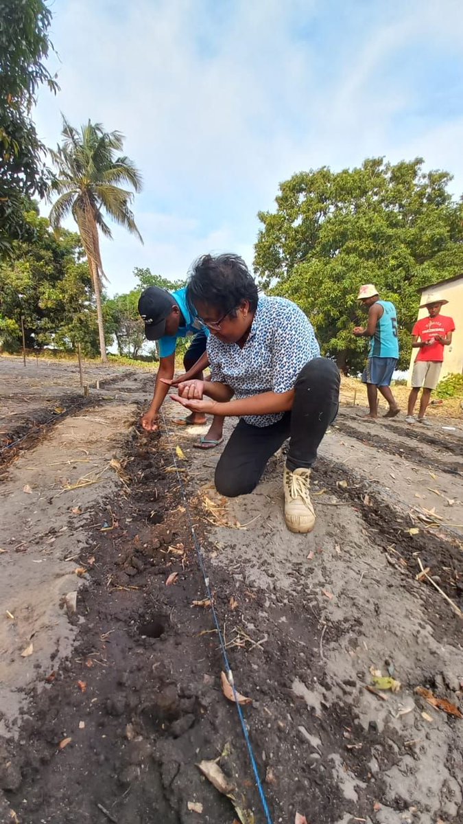 Global Collaboration on Sorghum and Millet🌾 tweet media