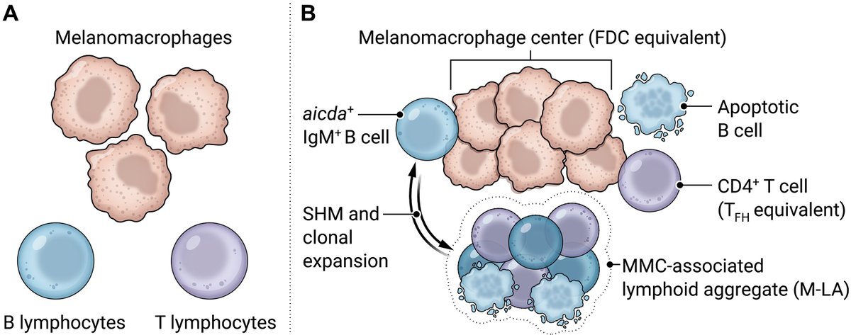 A recent study found germinal center-like structures in fish spleens. Now, a Focus describes the “consequences for our understanding of the immune system of the ancestor common to all vertebrates.” Focus: scim.ag/575 Study by @SunyerOriol: scim.ag/576