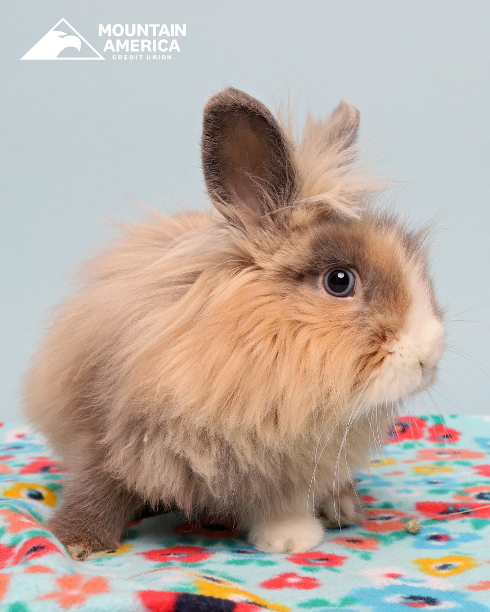 Illusive like the cryptid who shares his name, our @MountainAmerica Pet of the Week, Yeti, is a fluffball of fun! He shares the mystique of a Yeti as he transferred to us from another shelter w/ little information. Adopt this adorable bun today from HSU, utahhumane.org/adopt