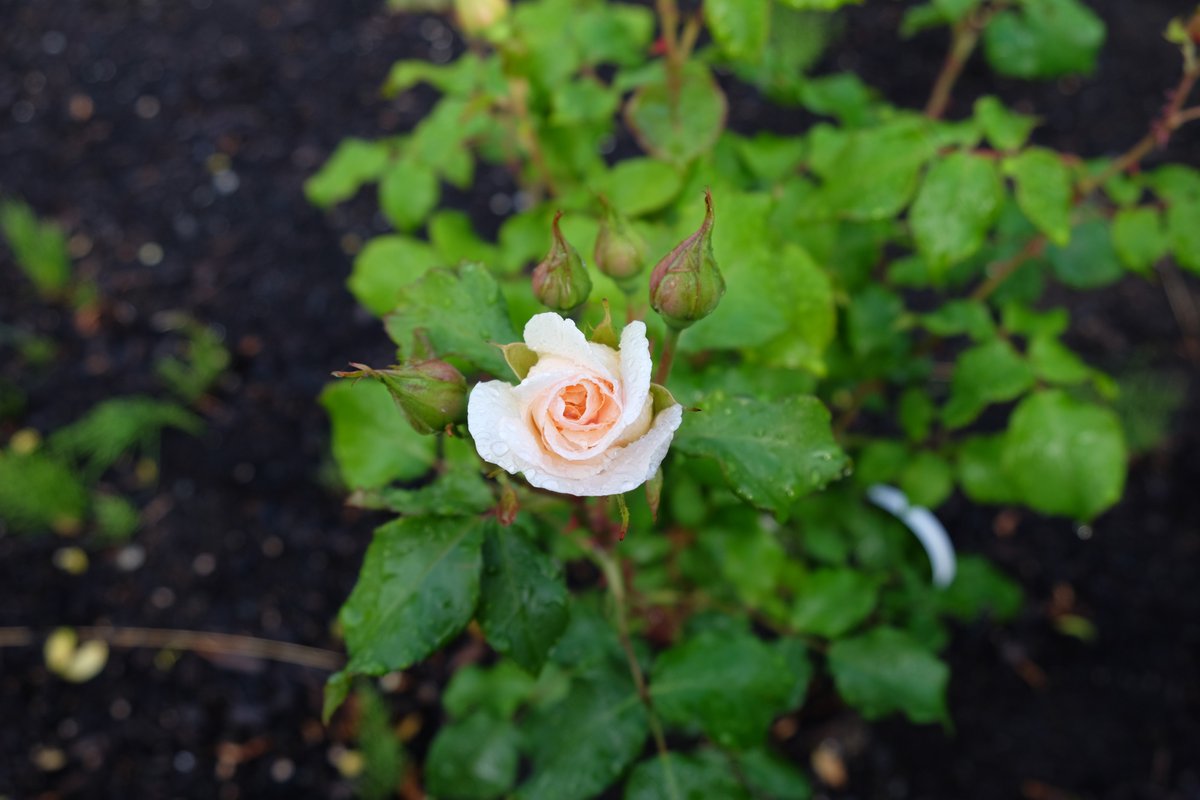 Rose 'French Lace'.  Happy Friday #RoseADay #FlowersOnFriday