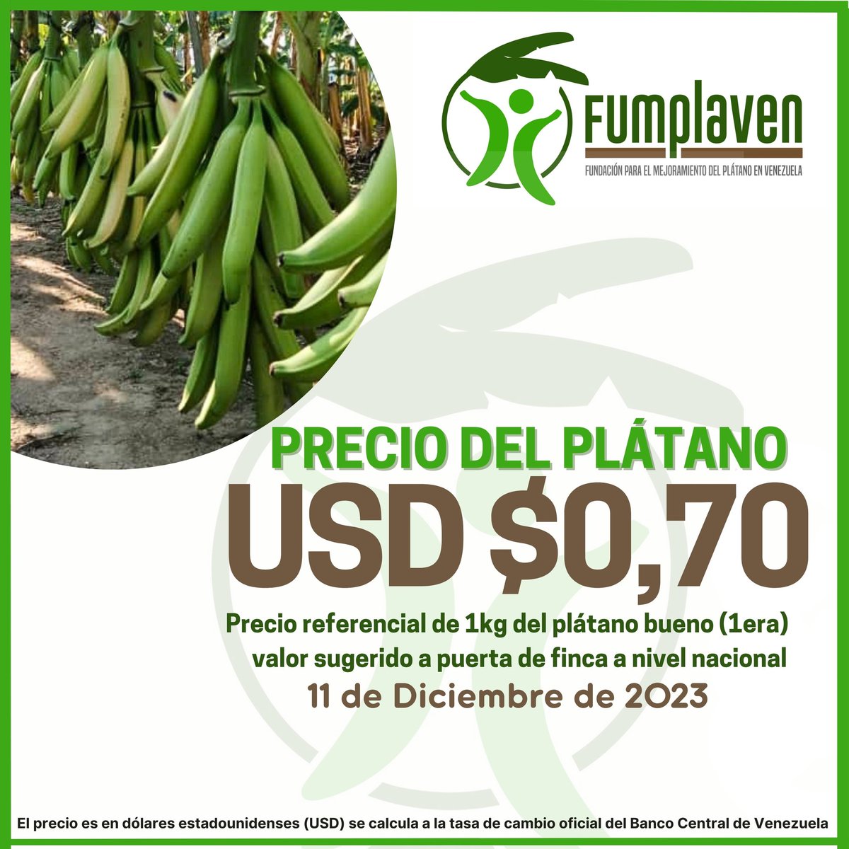 FUMPLAVEN's tweet photo. El precio sugerido a puerta de finca, 1KG de plátano de primera $0,70.

Precio del KG de plátano referencial a nivel nacional.
•
•
#plátano
#venezuela 
#elvigia 
#fumplaven
#agrovenezolano 
#platano 
#cosecha 
#preciosemanal
#productoresagropecuarios https://t.co/TXIhYJVKaI