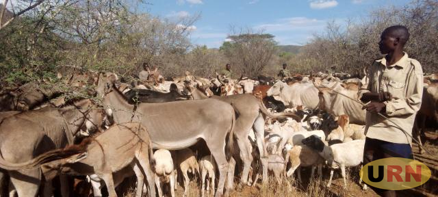 977unityfm's tweet image. The Agency for Cross-Border Pastoralists Development-APaD, a Kenyan-based organization, has partnered with local journalists in Moro to put an end to the trade of donkeys.
#UnityNews.