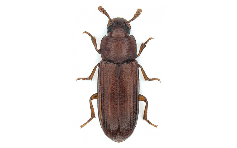 EnvuVMRuralANZ's tweet photo. The Red-Rust Flour Beetle is a major pest of all broken grains, flour and cereal products which breeds rapidly at very low relative humidity. An odour may be detected in high infestations. Safeguard your harvest today with K-Obiol: https://t.co/jMKT5jcy9j #EnvuANZ #KObiol https://t.co/3u18lLlBew