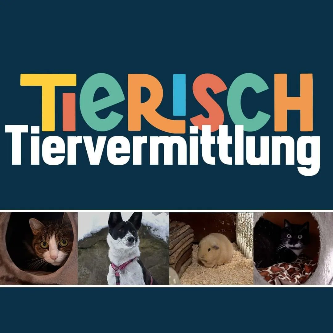 Die Sendung TIERISCH war bei uns zu Besuch
👉 bit.ly/3NkF4Cu

#tierheim #zuhausegesucht #adoptdontshop #aargau #tierschutz #adoptdontshop #hundeliebe #tierliebe #hund  #adoptierenstattkaufen #tierheim #dog #zuhausegesucht #tiere #cat #animals #katzenliebe #love #doglover