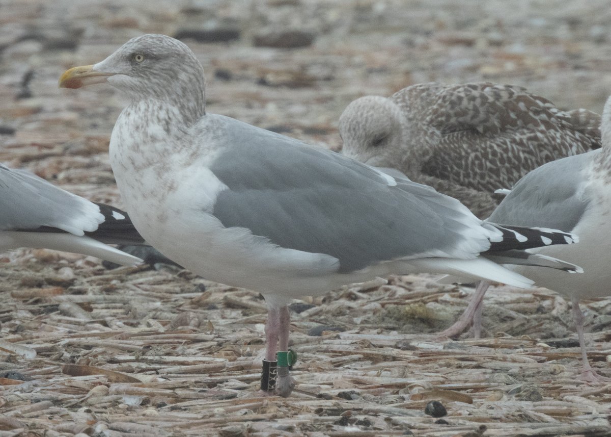Argentatus's tweet photo. Nice to see this Scandinavian Herring Gull with Russian 🇷🇺colour ring + geo-locator at Velsen-Noord beach, NL 🇳🇱 today. They are so much darker than our local European Herring Gulls, great to have them here during the winter. #teamgull https://t.co/DqKyA2Riuc
