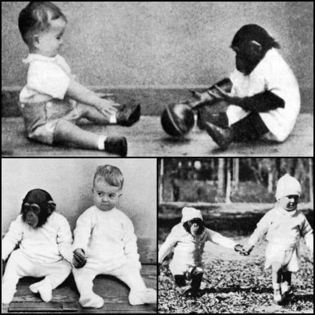 År 1931 inledde två psykologer, Winthrop och Luella Kellogg, ett experiment för att se om en schimpans kunde lära sig mänskligt beteende genom att uppfostra den tillsammans med deras eget barn. Tanken var att se om schimpansen, som fick namnet Gua, skulle lära sig att gå upprätt,