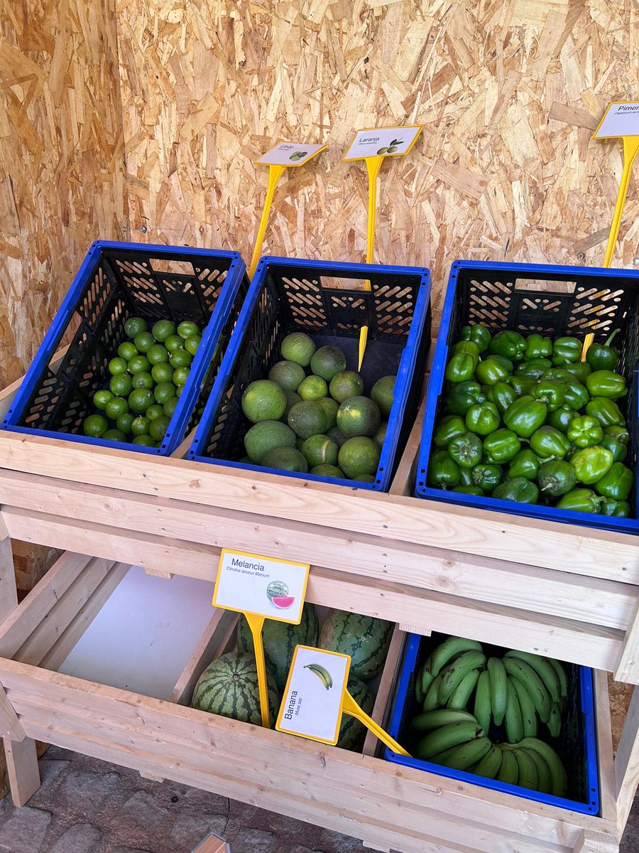 RPCA_network's tweet photo. On #CaboVerde Day of #RPCA39, producers display their wares at a mini agricultural fair for participants in Praia.🌾
Lors de la journée #CaboVerde de la réunion du #RPCA39, les producteurs exposent leurs produits lors d'une mini foire agricole pour les participants à Praia.🌾 https://t.co/7C3kN07NAj
