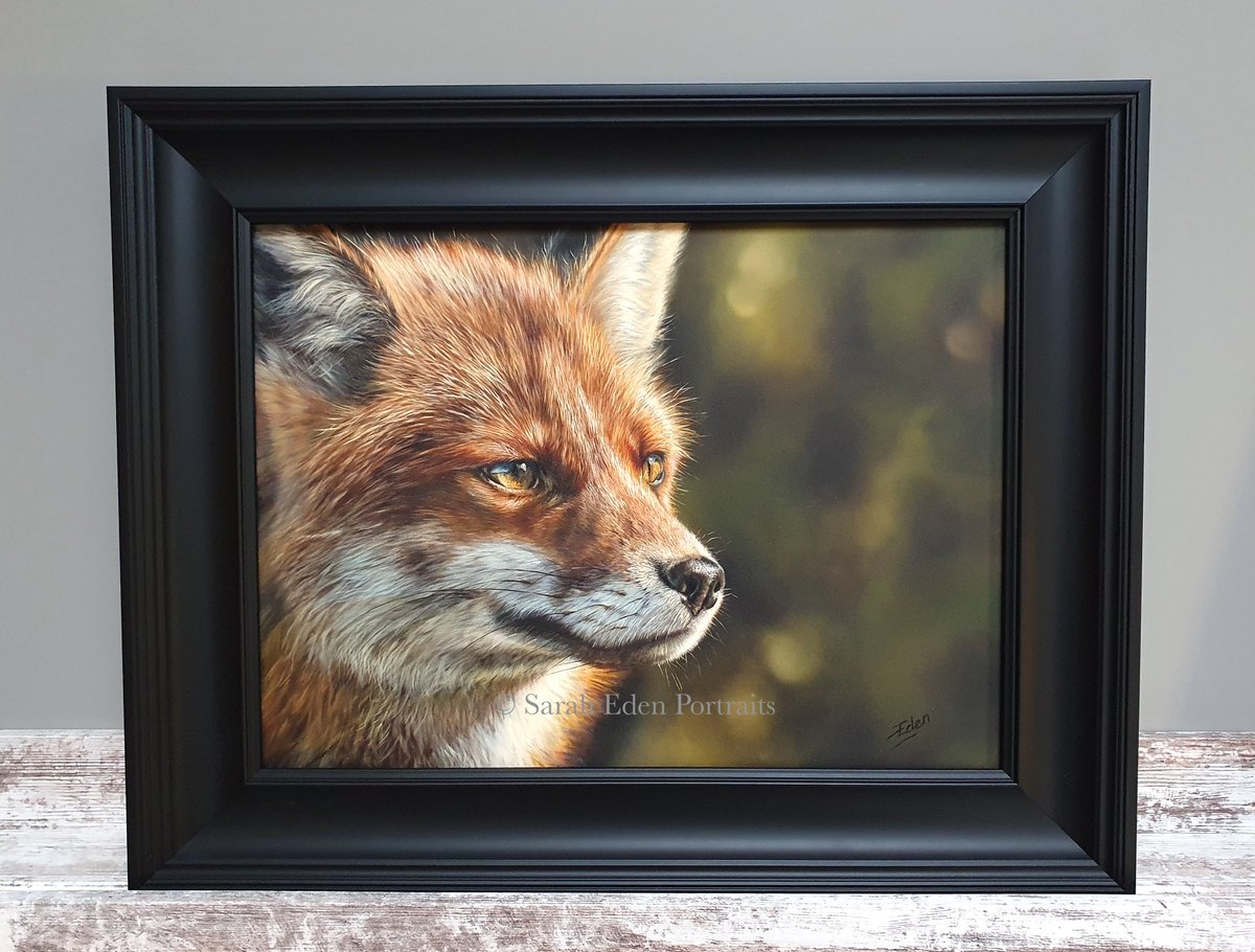 'Focus' has now been framed by the very talented Alexandra Hudd Fine Art in a beautiful chunky black gallery style frame and available for purchase. Please dm for pricing info.
Oil on board, 42 x 53 cm
#fox #foxpainting #foxart #redfox #redfoxes #britishwildlife #ukwildlife #art