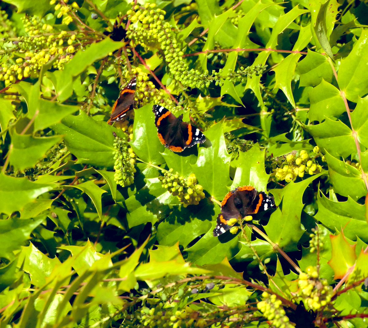 When it come to nectar at this time of year, Mahonia seems to be the big attraction. A three Red Admiral day today. #butterflies