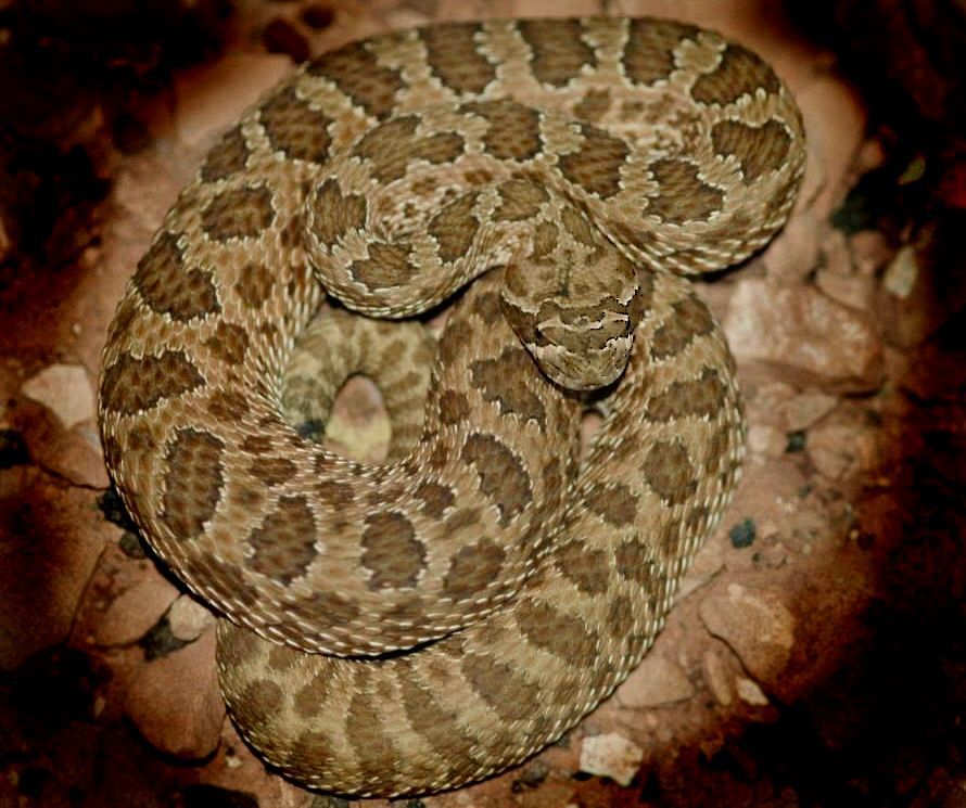 Molecular Ecology (@molecology) on Twitter photo New in ME!
Snake fungal disease (SFD) infects >40 🐍 species. Experimental transcriptomics by <a href="/SamarthPhD/">Samarth Mathur</a> et al show SFD is likely systemic with chronic effects on hosts with 🥶❄️ temperature often resulting in severe responses.
link-> buff.ly/47Bp3A7
📸 @AnacondrewMason New in ME!
Snake fungal disease (SFD) infects >40 🐍 species. Experimental transcriptomics by <a href="/SamarthPhD/">Samarth Mathur</a> et al show SFD is likely systemic with chronic effects on hosts with 🥶❄️ temperature often resulting in severe responses.
link-> buff.ly/47Bp3A7
📸 @AnacondrewMason