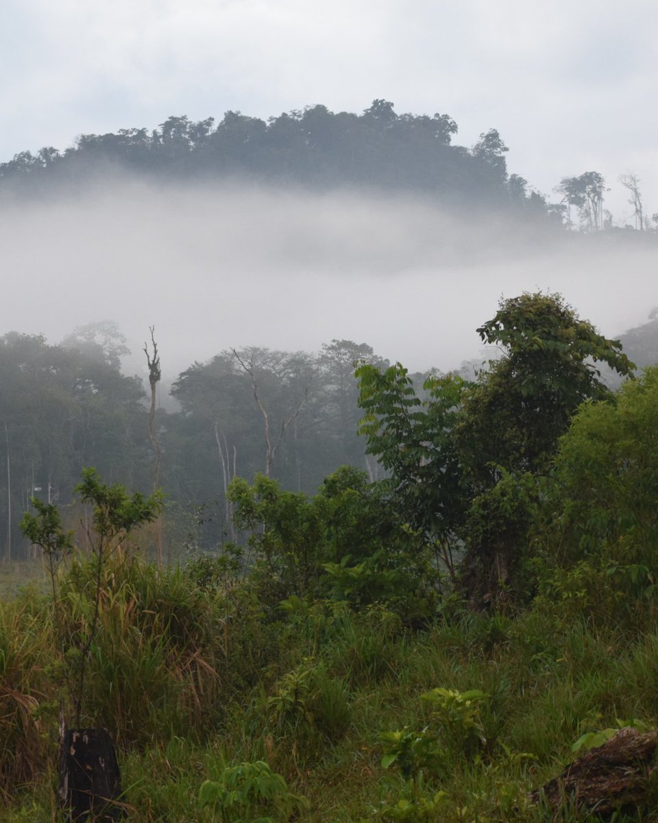 rewild's tweet photo. 🇭🇳 Re:wild &amp; WCS Mesoamerica congratulate Instituto Nacional de Conservación Forestal ICF and Gobierno de Honduras, led by President Xiomara Castroz, for unveiling an ambitious initiative at #COP28 to rescue, conserve the Moskitia, Honduras’ largest forest. https://t.co/YBR6bWVGcd
