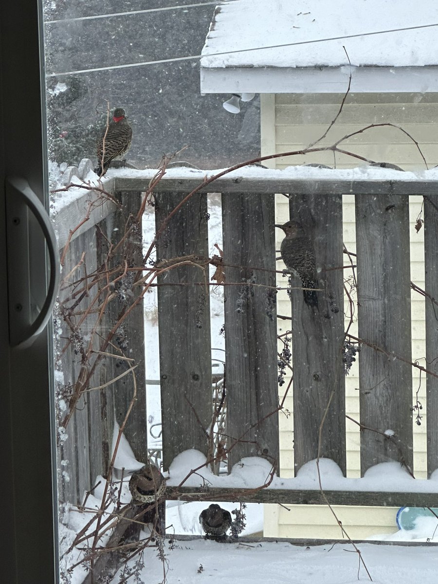 The northern flickers are stocking up  #birdsnl