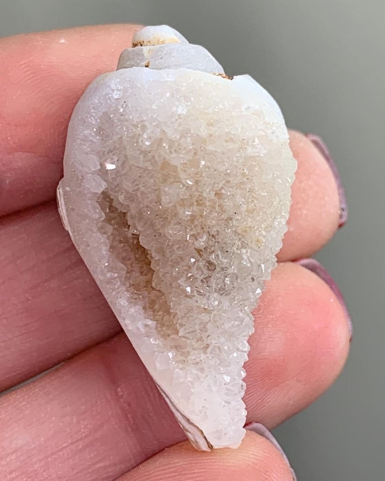 GeologyTime's tweet photo. Super cool Fossilized Spiralite Quartz Shells 📷📷📷 fascinating

Photo copyright 📷 pacificminerals https://t.co/jsUfx5xI0F
