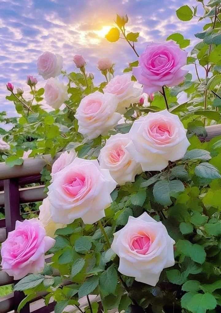 म फूल होइन तर फूलजस्तै प्रिय बन्न चाहान्छु !