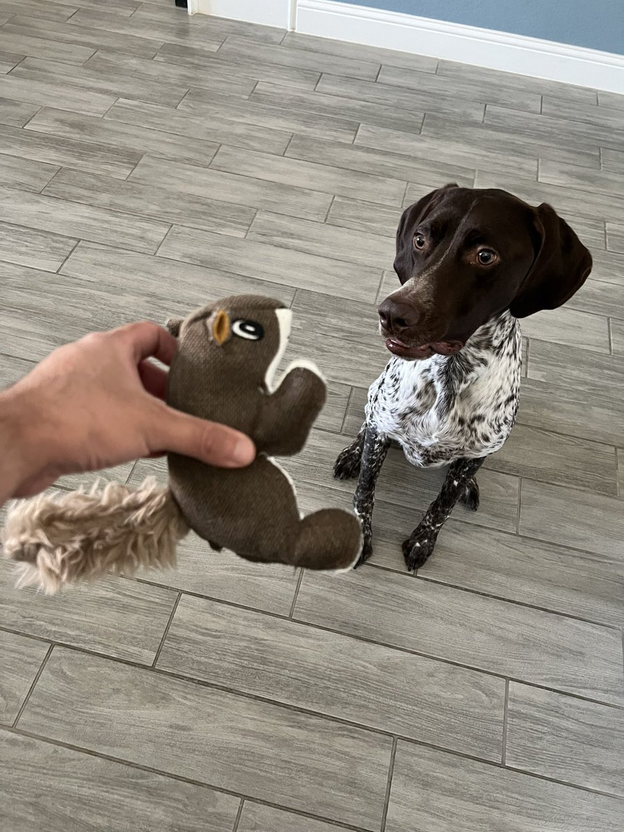 TheDogBlu's tweet photo. 🐿️ https://t.co/W6TkIzqdme