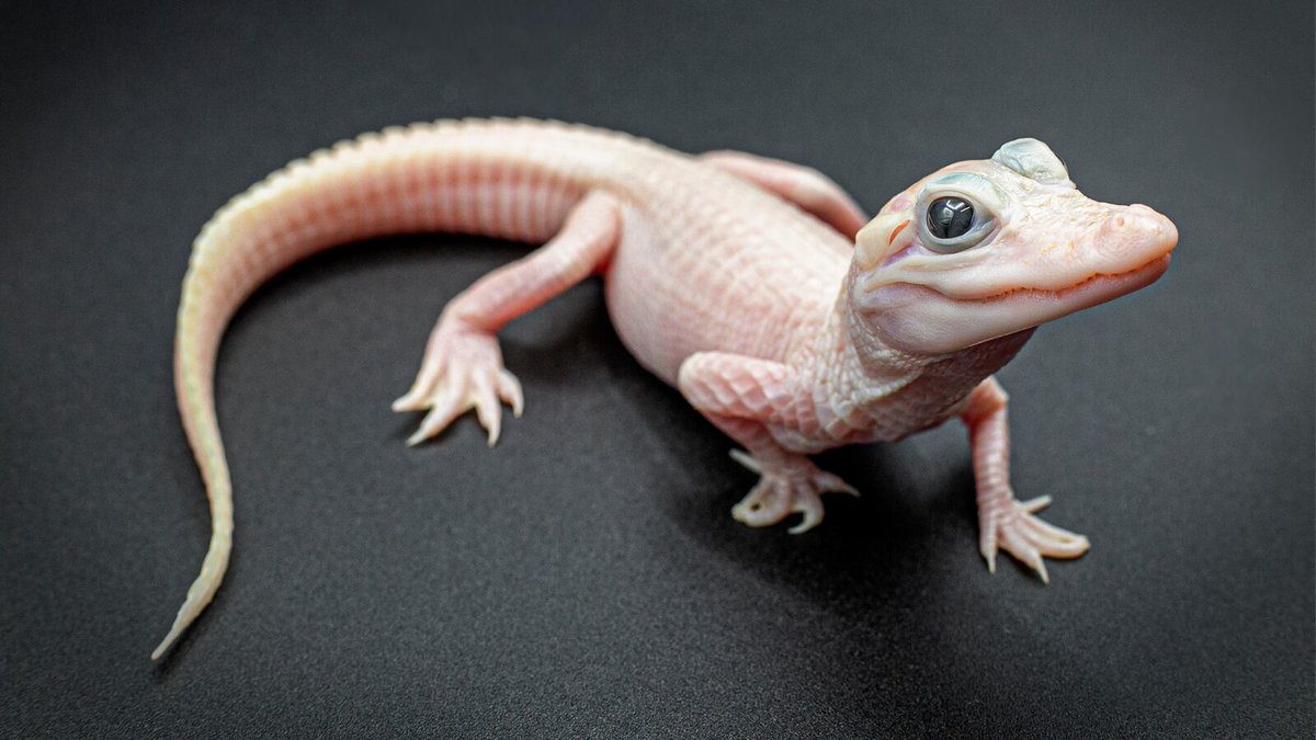 GatorsDaily's tweet photo. A leucistic alligator was born at @Gatorland  yesterday. One of 8 in the world! https://t.co/dZvdQbHsfB
