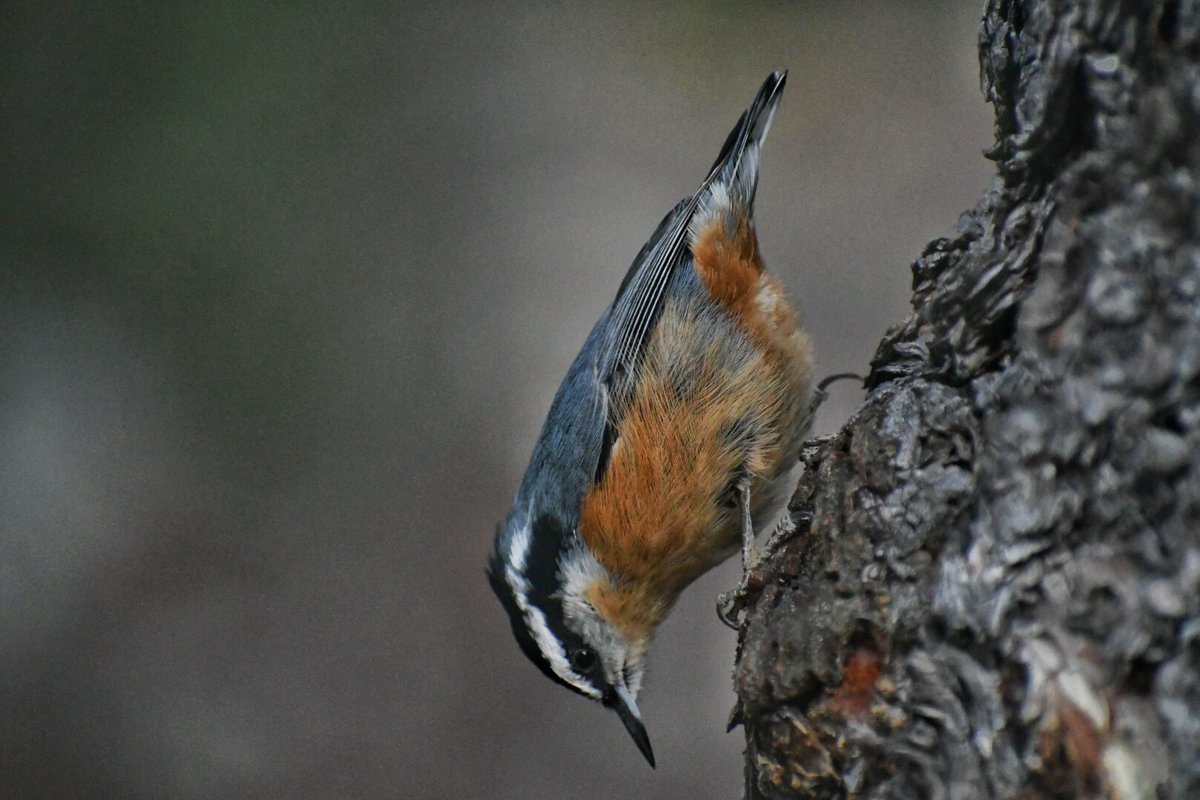 LeoTraub's tweet photo. This red-breasted nuthatch landed so close to me I gasped https://t.co/Cv7kJgDjB2