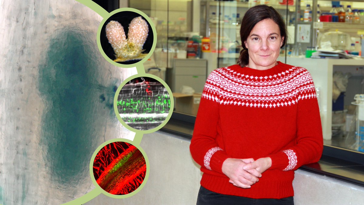 We are delighted to announce that Katharina Schiessl @kathschiessl will head a new research group at @slcuplants focused on understanding how organ diversity of plants can be reshaped by their colonisers. Read about her exciting research plans
➡️slcu.cam.ac.uk/news/dr-kathar…