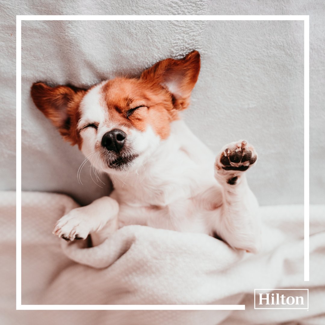 Did you know that Hilton Garden Inn Green Bay is #petfriendly?? Feel free to bring your pup along the next time you book your stay: hil.tn/6905g8

#ForTheStay