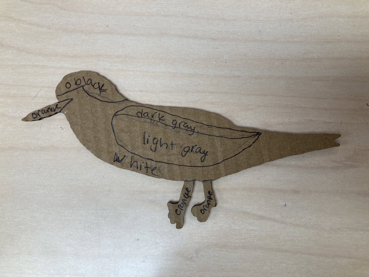 Matty_Hardy1's tweet image. This might just be my favorite PBL! 6th  Sci students assessed the impact of pollution on seabird endangerment, &amp;amp; are raising awareness about the problem by creating collages of arctic terns from plastic they diligently collected! #HCS_Science @VWeLabs @glowforge @normalparkmm