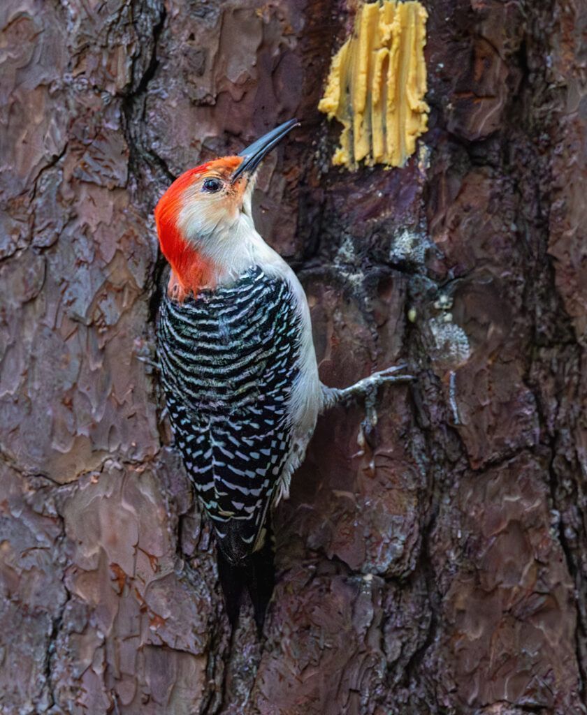 Project FeederWatch tweet media