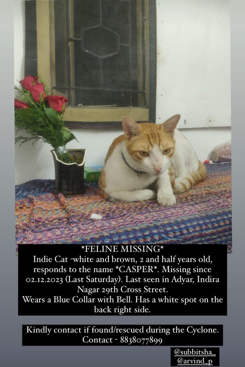 kaariigai's tweet photo. #catmissing My friend's cat is missing, he's part of their family now. There is a kid who loves him. Kindly pass on, and help us find him. He responds to the name Casper. https://t.co/0izL9eNdNE