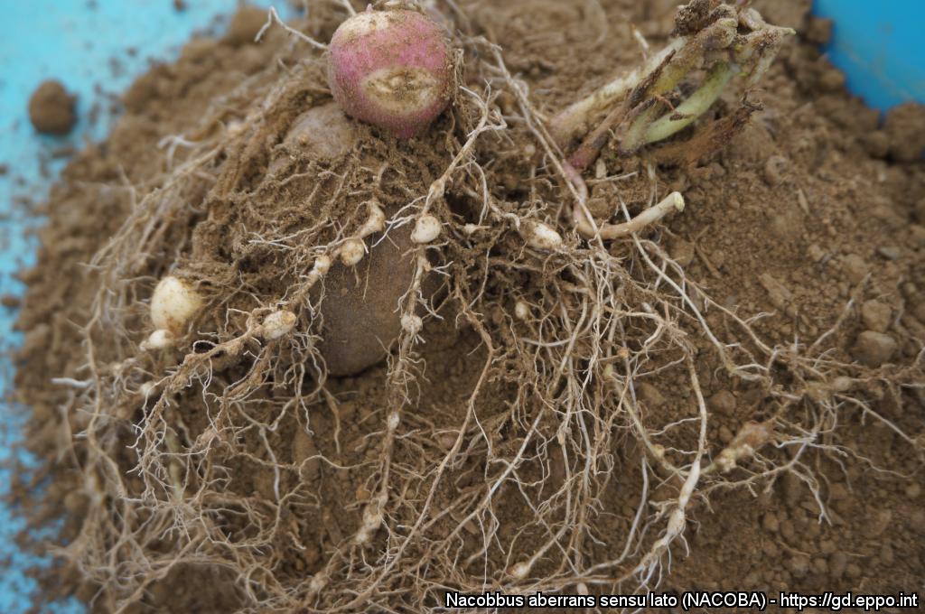 The EPPO datasheet on Nacobbus aberrans sensu lato has been revised:  gd.eppo.int/taxon/NACOBA/d…

This highly polyphagous nematode is indigenous to the American continent

Thanks to Paola Lax <a href="/icytac/">ICYTAC CONICET-UNC</a>