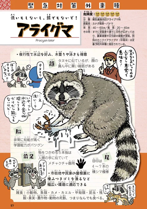 ちなみに、よくタヌキと間違われるアライグマですが、ラスカルのアニメ人気で70年代にペットとして輸入され、買いきれないオーナーが捨てまくり、今や年間うん億円の農業被害を出す特定外来生物と化しております。病気とかも媒介します。#外来いきもの図鑑 