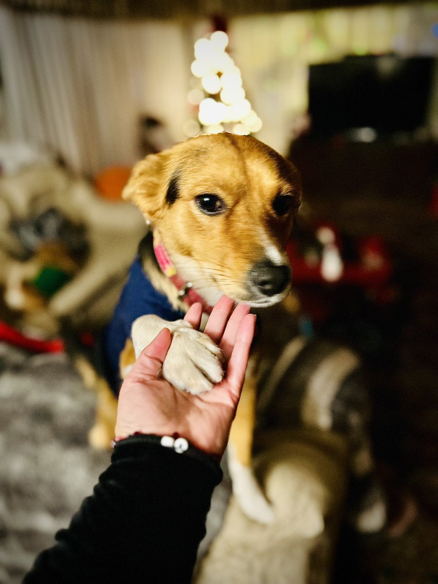 Saludo perrón
#Josita #Doglover #Lajosa