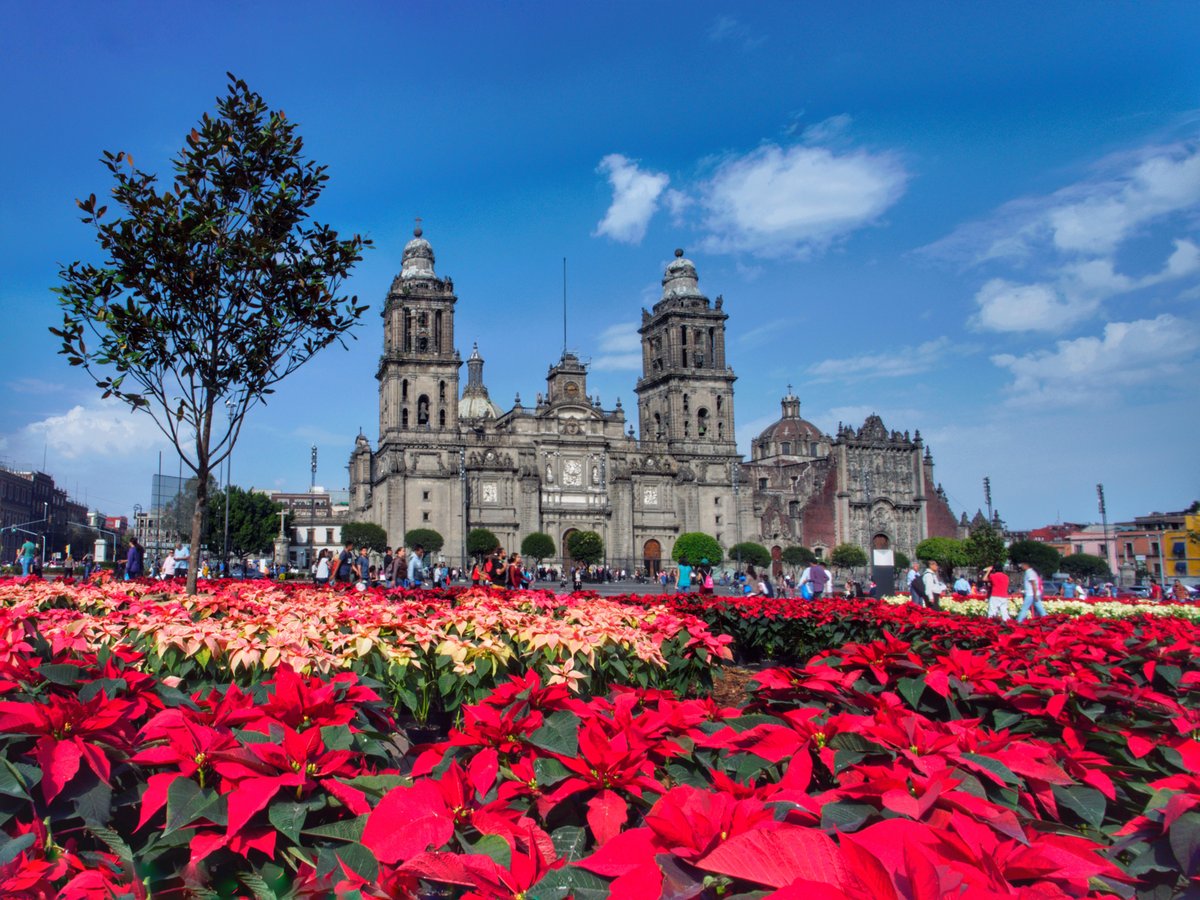 cocina_facil_mx's tweet photo. ¿Sabías qué? 🤔
Hoy celebramos el Día Nacional de la #Nochebuena en México.❤️Para que tus flores de nochebuena perduren mucho más tiempo, te compartimos lo mejores tips para su cuidado: https://t.co/PGsSgPL5iQ.
#flordenochebuena #orgullomexico #CocinaFácil https://t.co/YK7nZ5YjLm
