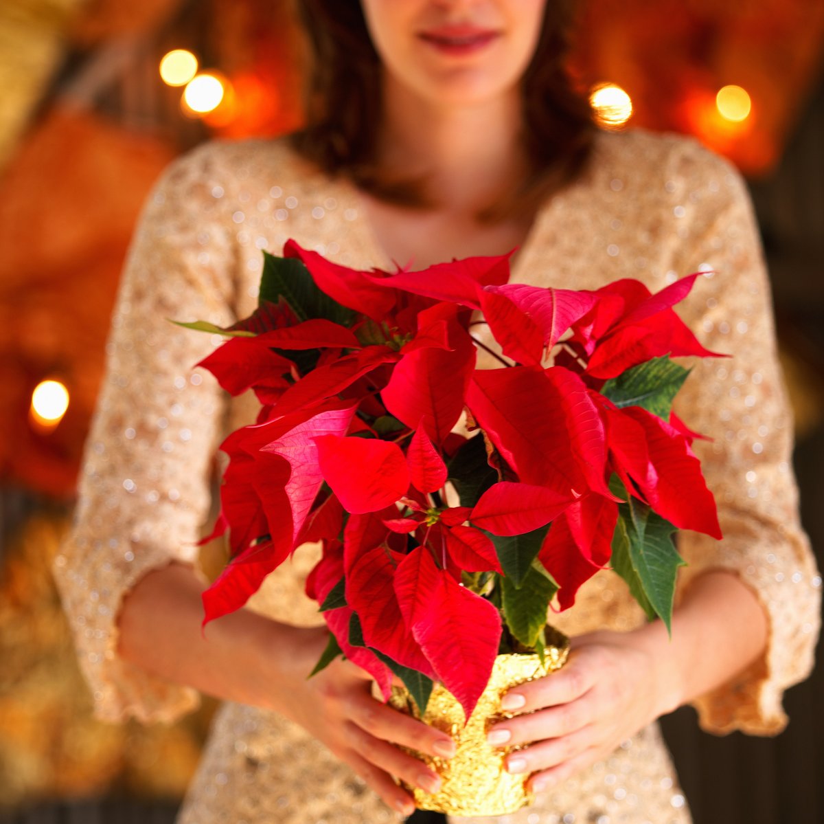 cocina_facil_mx's tweet photo. ¿Sabías qué? 🤔
Hoy celebramos el Día Nacional de la #Nochebuena en México.❤️Para que tus flores de nochebuena perduren mucho más tiempo, te compartimos lo mejores tips para su cuidado: https://t.co/PGsSgPL5iQ.
#flordenochebuena #orgullomexico #CocinaFácil https://t.co/YK7nZ5YjLm