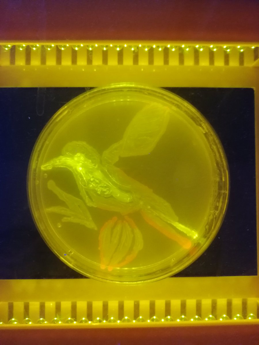 GomollonSara's tweet photo. Having #scifun session today!
Look at the art of @UniKent @biokent Biology and Biomed students.🎨👩🎨🧫🦠
Thanks BioSoc for organising the activity! https://t.co/XRrOL1Wpwe
