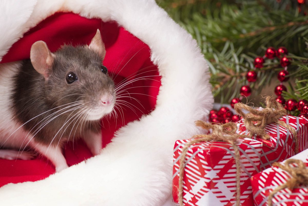 NicolaYeager's tweet photo. Enjoy a rat-free Christmas.
Visit Nicola Yeager's Amazon Author Page right damn now!
https://t.co/JhUYQoXp7c
#Fun #Fun #AndMoreFun #Wondrous #Wonderfulnessly #NoRat #RatsBanned #ChickLit https://t.co/R18p7p1Qws