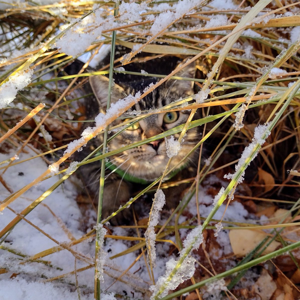 As we sleep
Sno flutters down
And wen we wake
Eberyfing be wite
As sunbeam shines,
We go outside

Figgy gets eksited
He runs awound all silly
Singing happy songs
He weally likes da sno!

My paws get cold and wet
So I go bak inside
As mama chases Fig
Cuz he not want bak inside