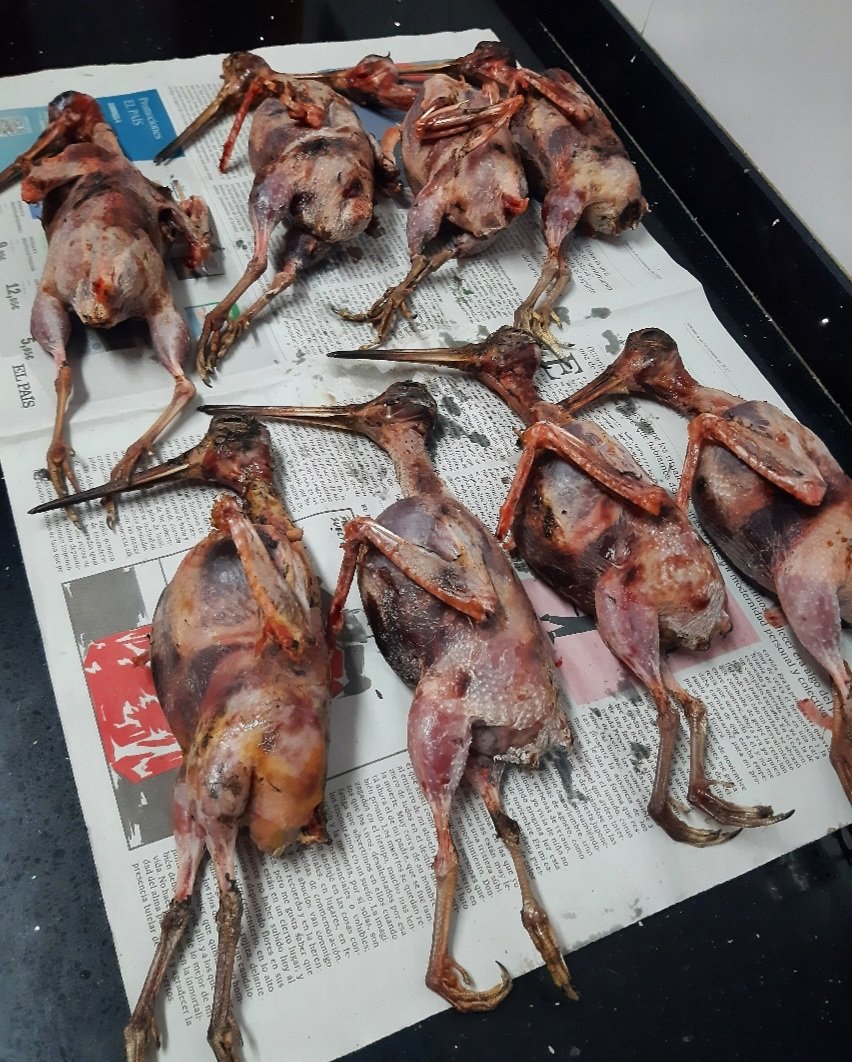 Sergio Quintial tweet media